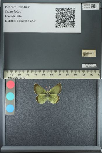 Media type: image;   Entomology 184619